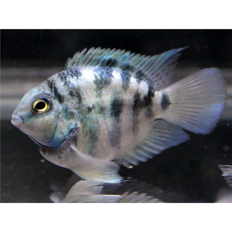 Hybrid blue tiger parrot - imagine 3